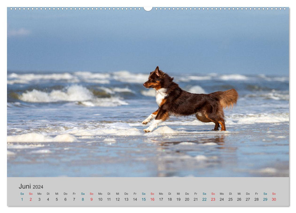 Traveling with Aussies - The colorful world of Australian Shepherds (CALVENDO Premium Wall Calendar 2024) 