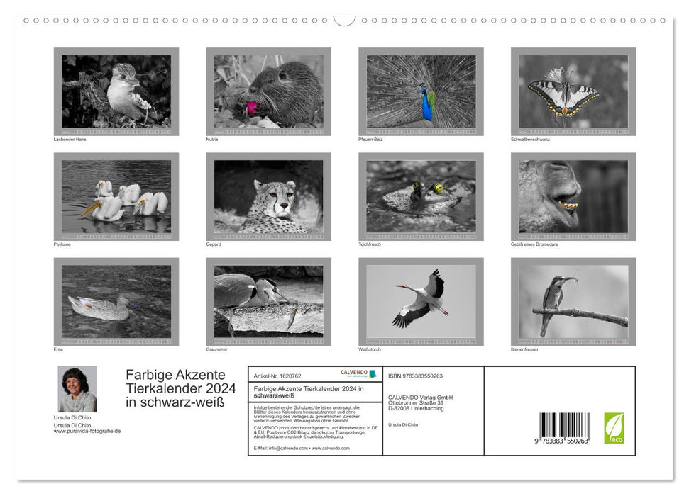 Farbige Akzente - Tierkalender 2024 in schwarz-weiß (CALVENDO Premium Wandkalender 2024)