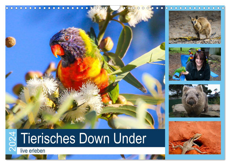 Animals Down Under - experience it live (CALVENDO wall calendar 2024) 