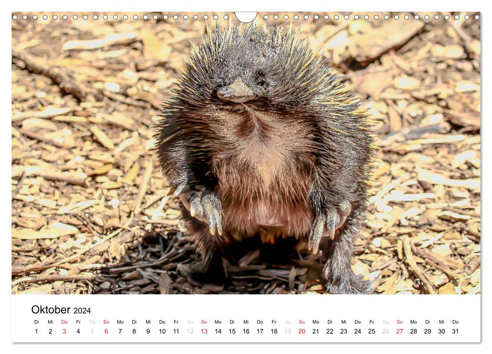 Animals Down Under - experience it live (CALVENDO wall calendar 2024) 