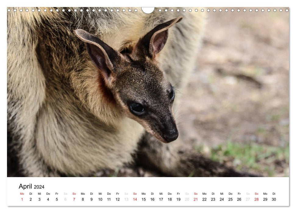 Animaux d'Australie - vivez-le en direct (calendrier mural CALVENDO 2024) 