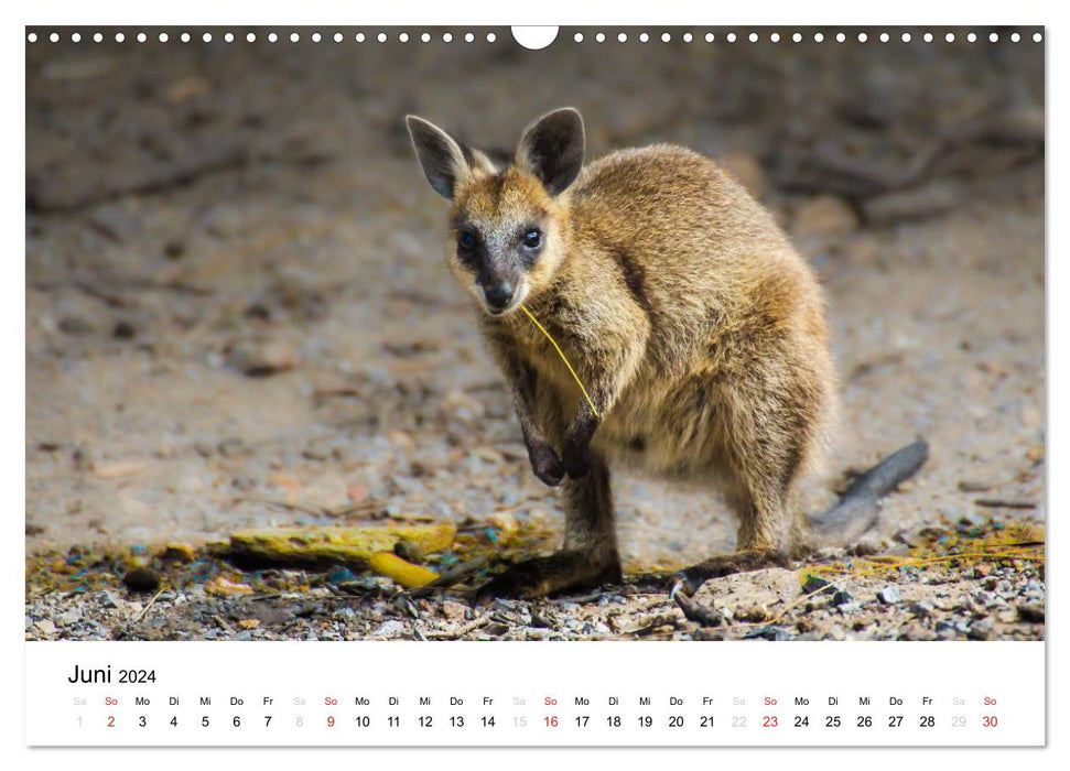 Animaux d'Australie - vivez-le en direct (calendrier mural CALVENDO 2024) 