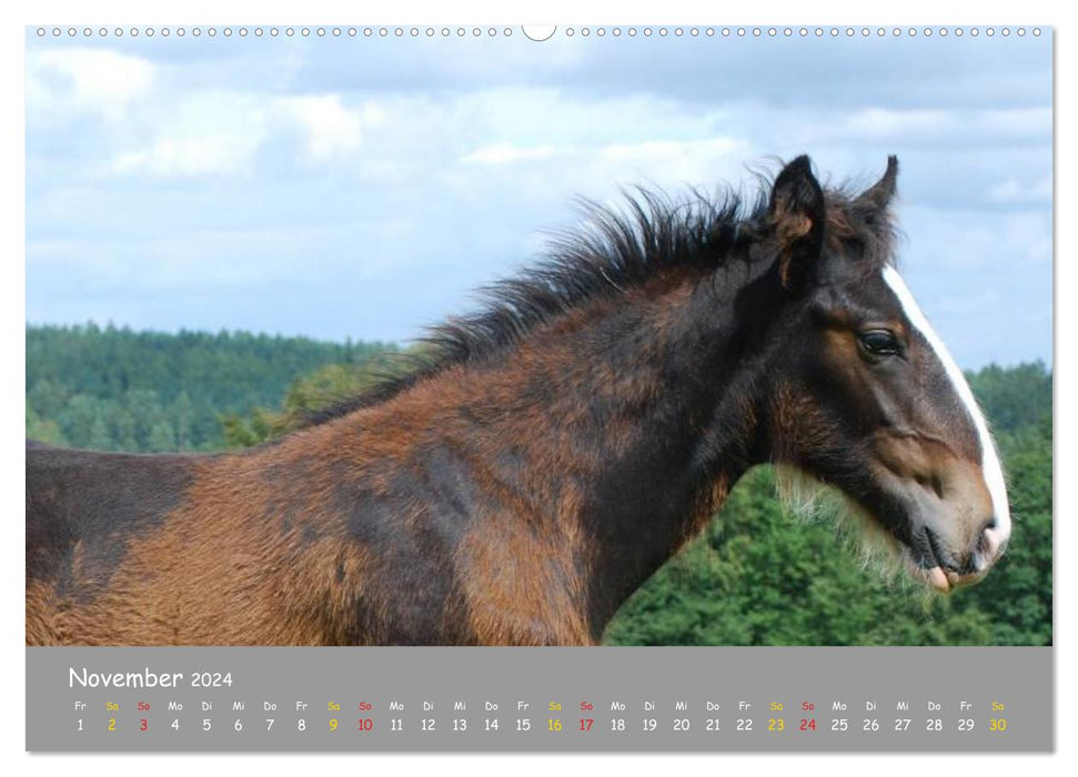 Shire Horse Foal (CALVENDO Premium Wall Calendar 2024) 