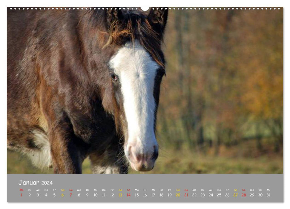 Poulain Shire Horse (Calvendo Premium Calendrier mural 2024) 