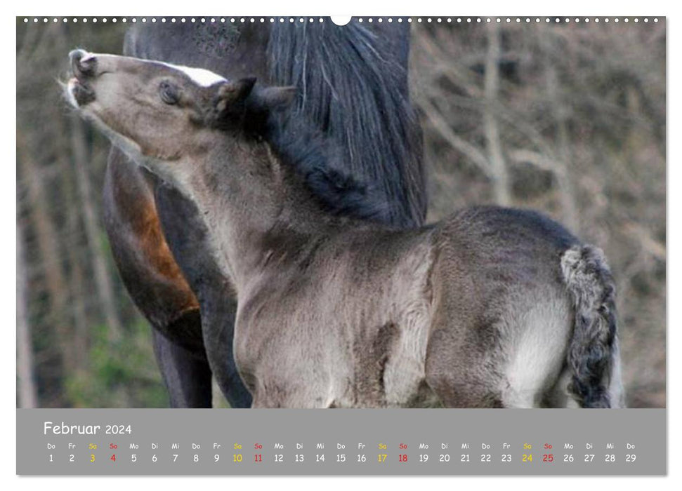Poulain Shire Horse (Calvendo Premium Calendrier mural 2024) 