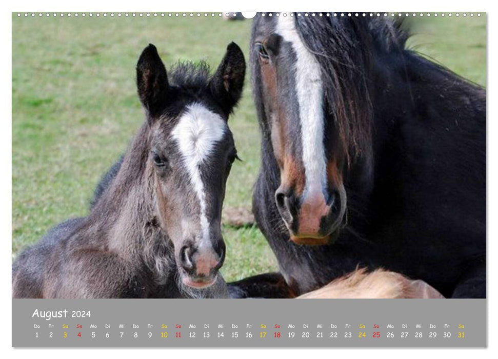 Shire Horse Fohlen (CALVENDO Premium Wandkalender 2024)