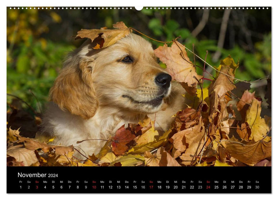 Puppies 2024 (CALVENDO Premium Wall Calendar 2024) 