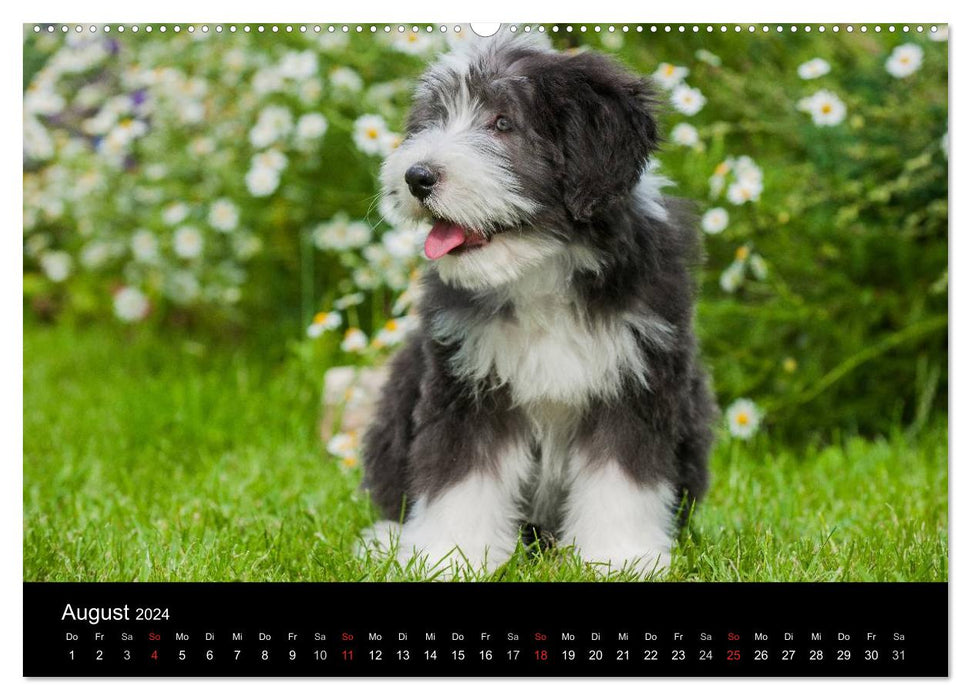 Puppies 2024 (CALVENDO Premium Wall Calendar 2024) 
