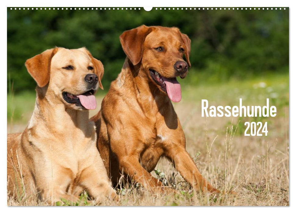 Rassehunde (CALVENDO Wandkalender 2024)