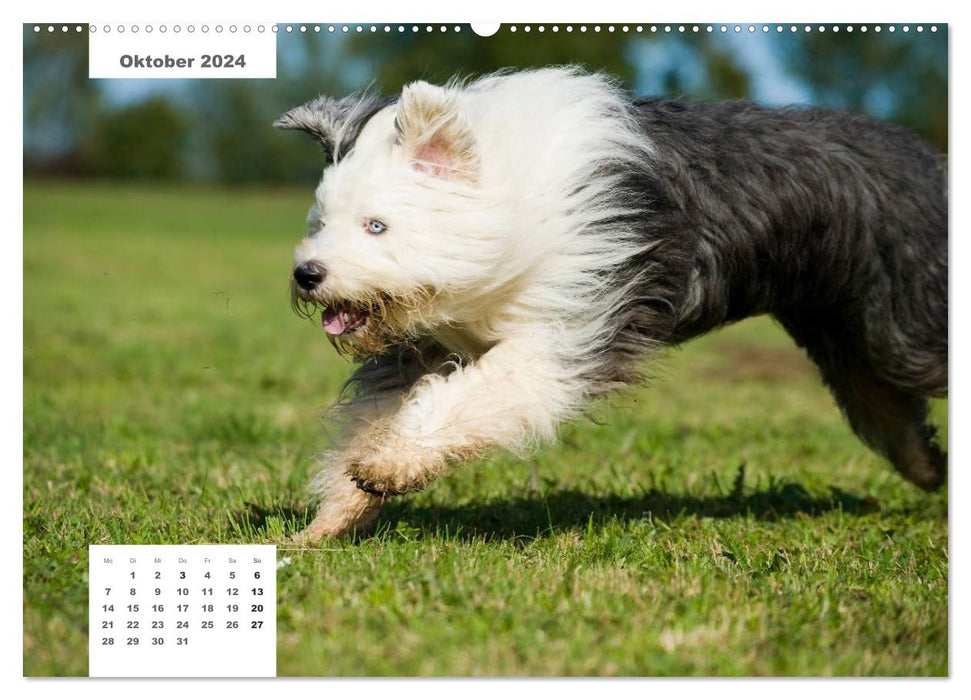 Pedigree dogs (CALVENDO wall calendar 2024) 