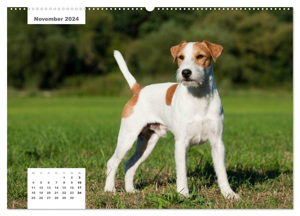 Pedigree dogs (CALVENDO wall calendar 2024) 