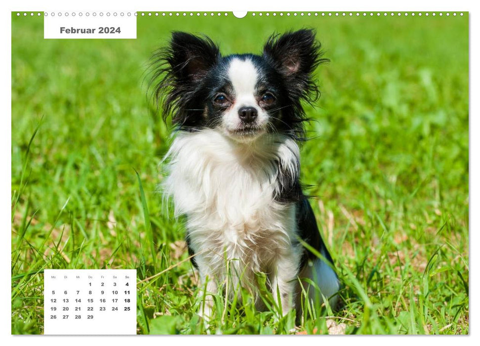 Pedigree dogs (CALVENDO wall calendar 2024) 