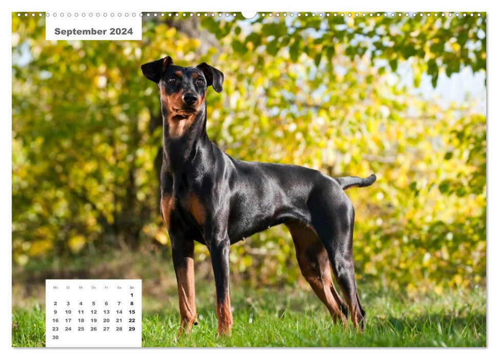 Pedigree dogs (CALVENDO wall calendar 2024) 