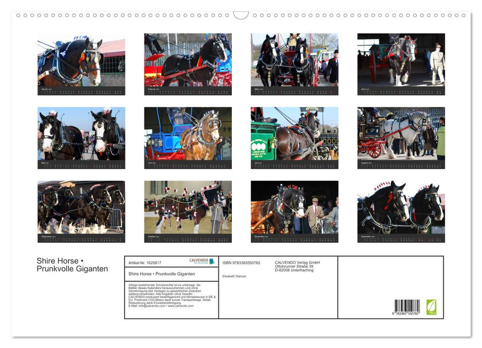Shire Horse • Magnifiques géants (calendrier mural CALVENDO 2024) 