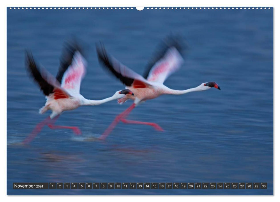 Magic of the moment - bird flight - elegance on wings (CALVENDO wall calendar 2024) 