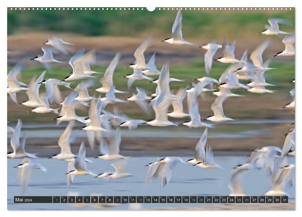 Magic of the moment - bird flight - elegance on wings (CALVENDO wall calendar 2024) 