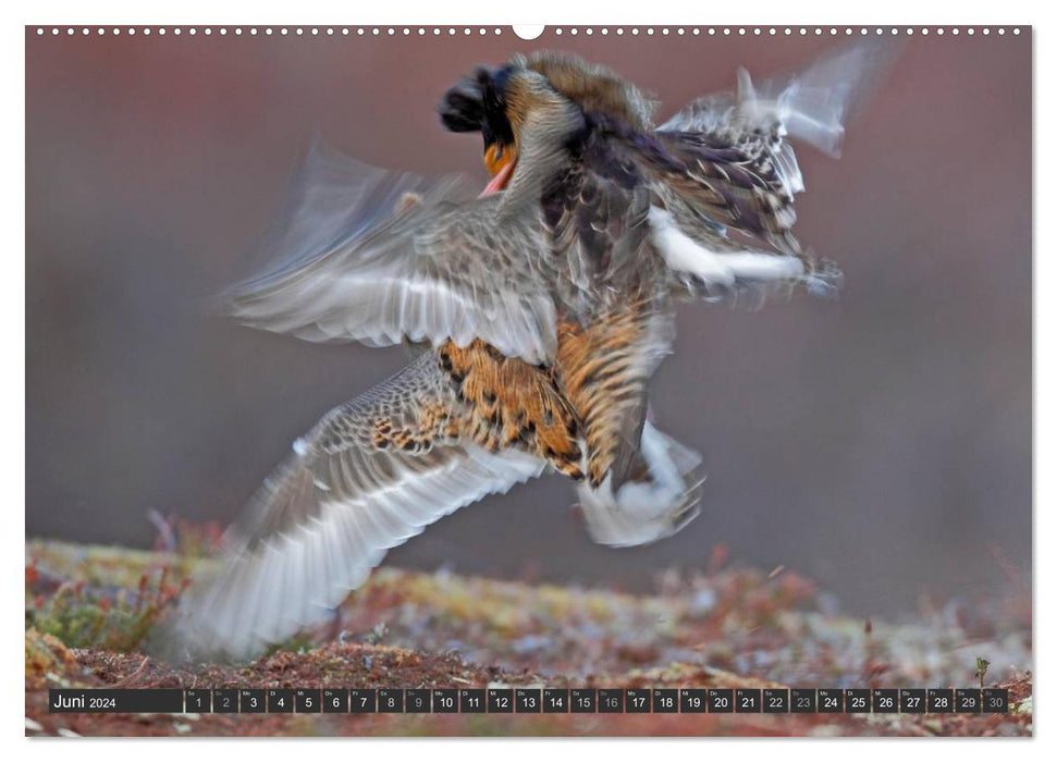 Magie du moment - vol d'oiseau - élégance sur les ailes (Calendrier mural CALVENDO 2024) 