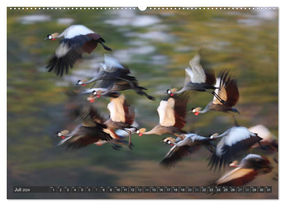 Magie des Augenblicks - Vogelflug - Eleganz auf Schwingen (CALVENDO Wandkalender 2024)