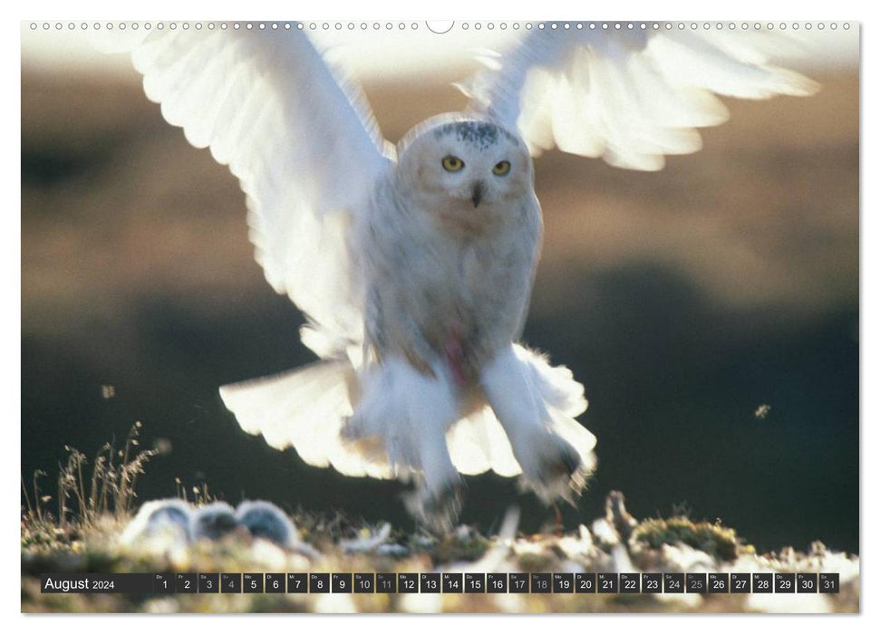 Magic of the moment - bird flight - elegance on wings (CALVENDO wall calendar 2024) 