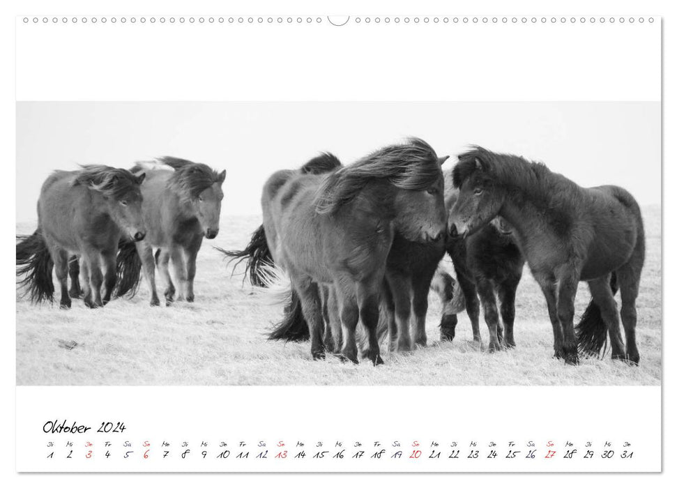 Chevaux islandais de Brimilsvellir (Calvendo Premium Wall Calendar 2024) 