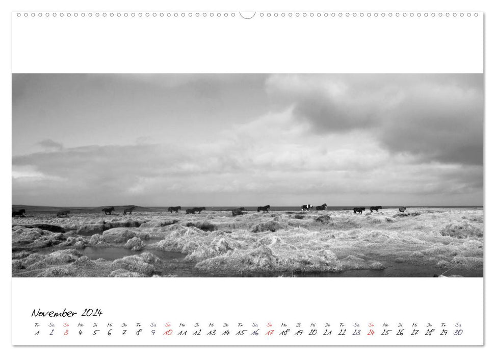 Chevaux islandais de Brimilsvellir (Calvendo Premium Wall Calendar 2024) 