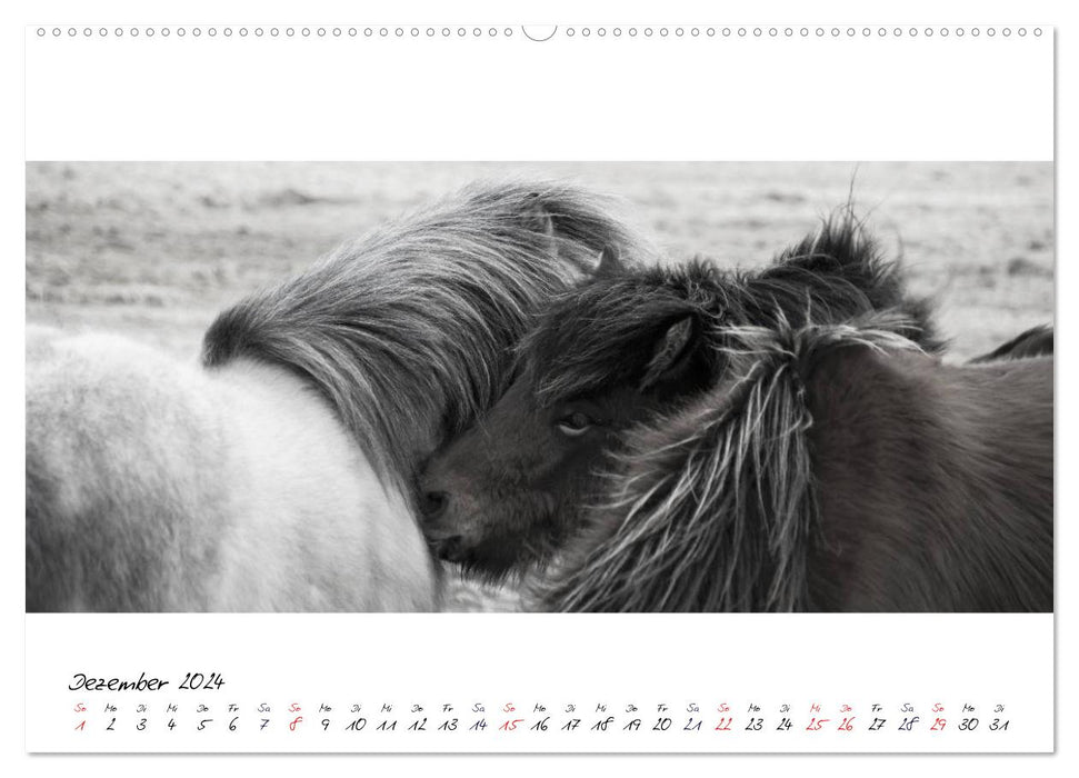 Islandpferde von Brimilsvellir (CALVENDO Premium Wandkalender 2024)