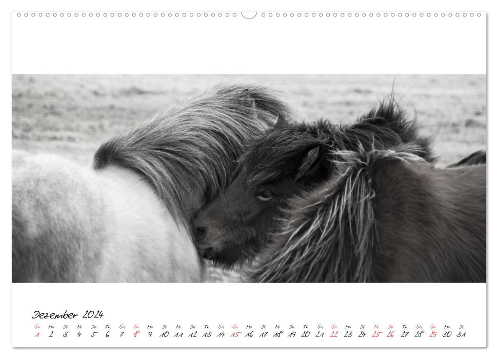 Icelandic horses from Brimilsvellir (CALVENDO Premium Wall Calendar 2024) 