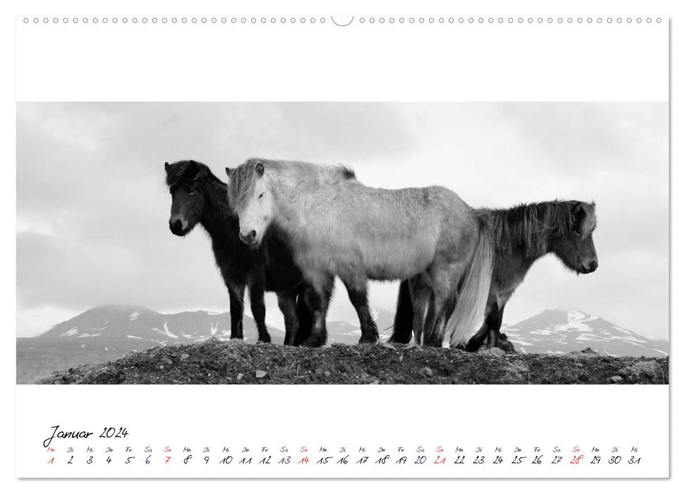 Islandpferde von Brimilsvellir (CALVENDO Premium Wandkalender 2024)