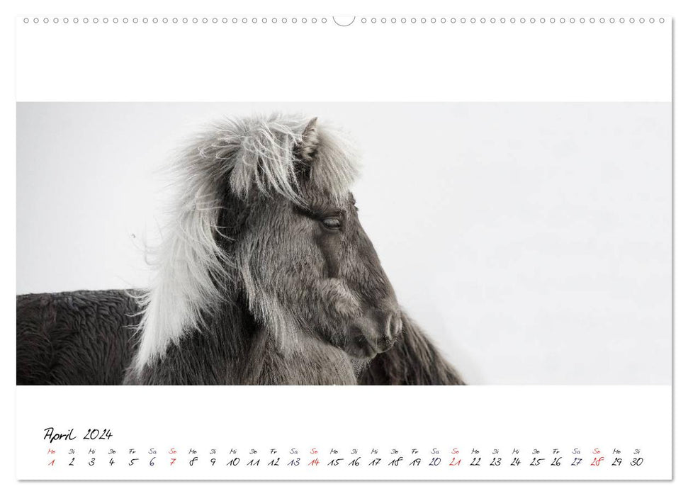 Chevaux islandais de Brimilsvellir (Calvendo Premium Wall Calendar 2024) 