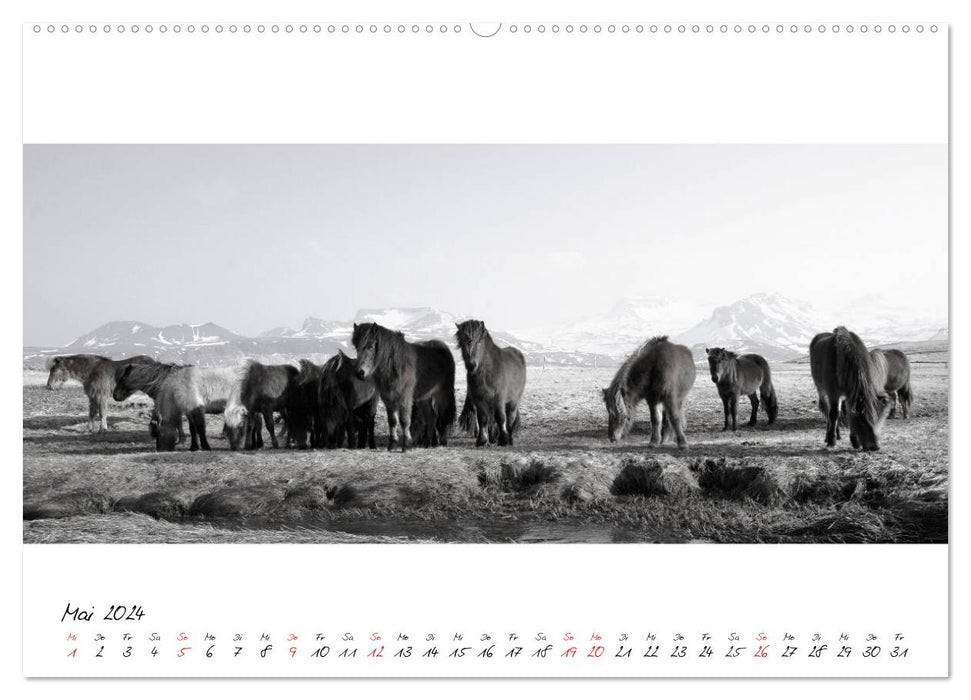 Islandpferde von Brimilsvellir (CALVENDO Premium Wandkalender 2024)