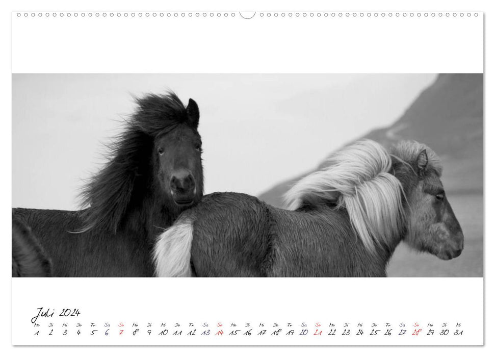 Chevaux islandais de Brimilsvellir (Calvendo Premium Wall Calendar 2024) 