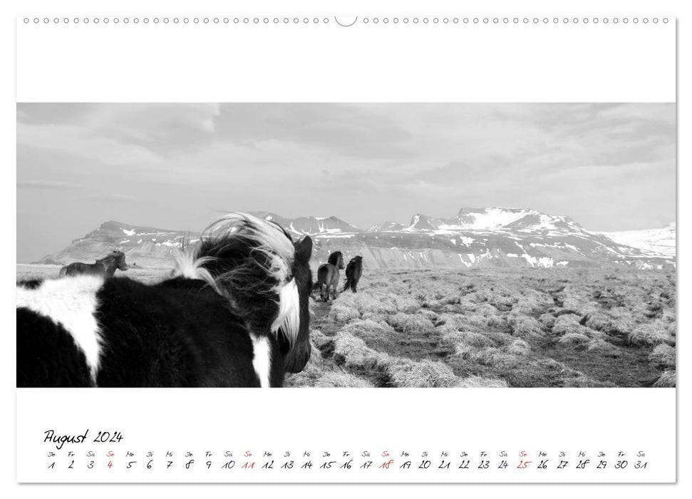 Icelandic horses from Brimilsvellir (CALVENDO Premium Wall Calendar 2024) 