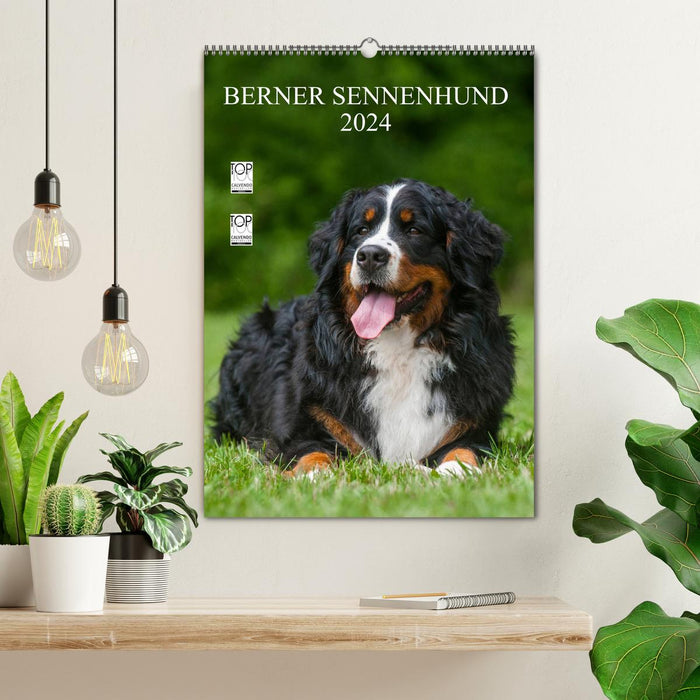 Bouvier Bernois 2024 (Calendrier mural CALVENDO 2024) 