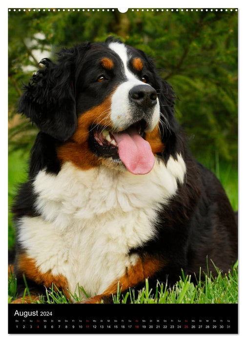 Berner Sennenhund 2024 (CALVENDO Wandkalender 2024)