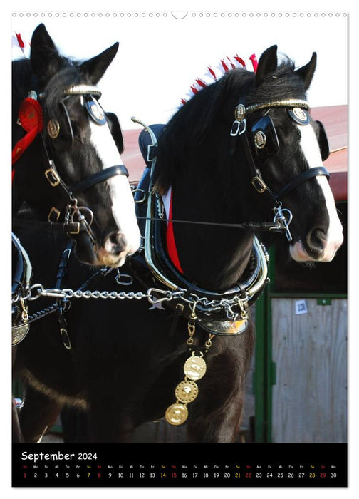 Shire Horse - Decorated Giants (CALVENDO Premium Wall Calendar 2024) 