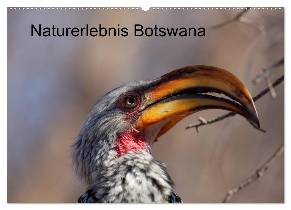 Expérience nature Botswana (Calendrier mural CALVENDO 2024) 