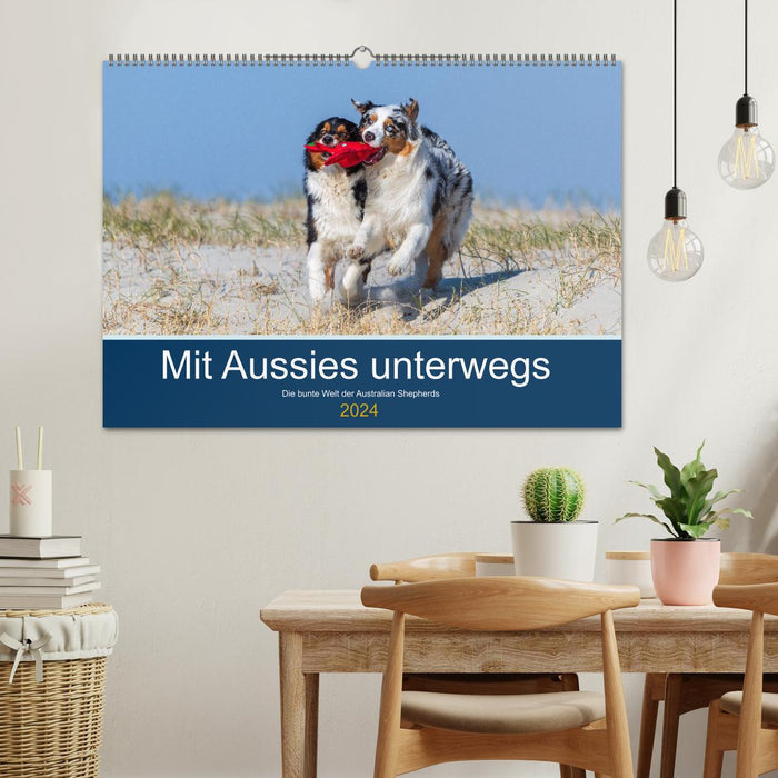 On the road with Aussies - The colorful world of Australian Shepherds (CALVENDO wall calendar 2024) 