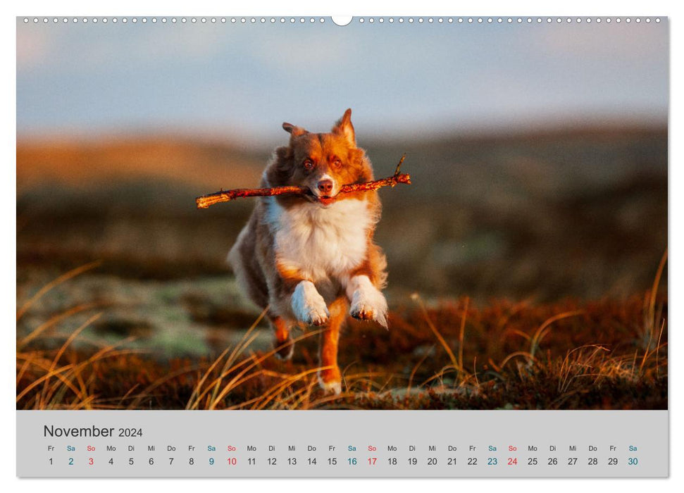 Mit Aussies unterwegs - Die bunte Welt der Australian Shepherds (CALVENDO Wandkalender 2024)