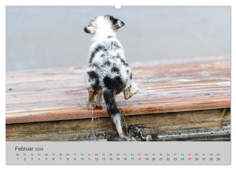 On the road with Aussies - The colorful world of Australian Shepherds (CALVENDO wall calendar 2024) 