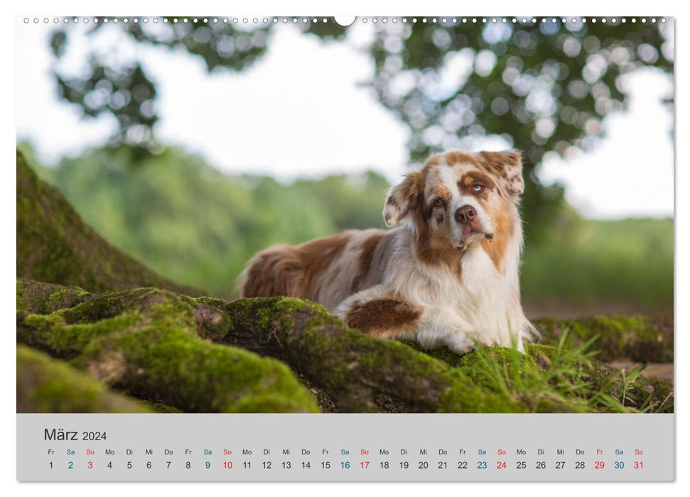 Mit Aussies unterwegs - Die bunte Welt der Australian Shepherds (CALVENDO Wandkalender 2024)