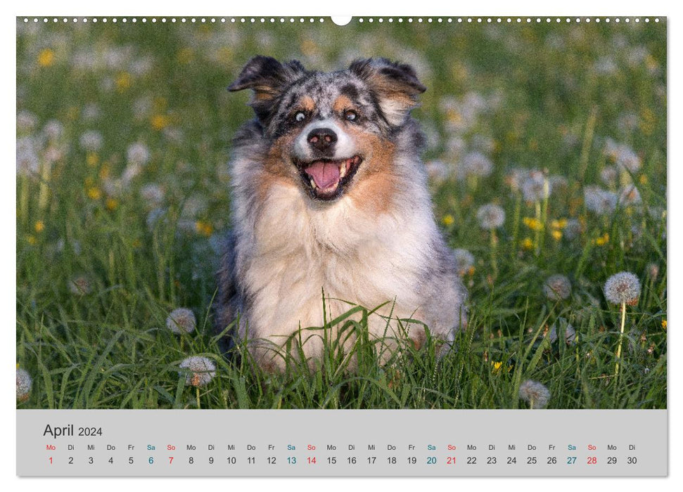 On the road with Aussies - The colorful world of Australian Shepherds (CALVENDO wall calendar 2024) 