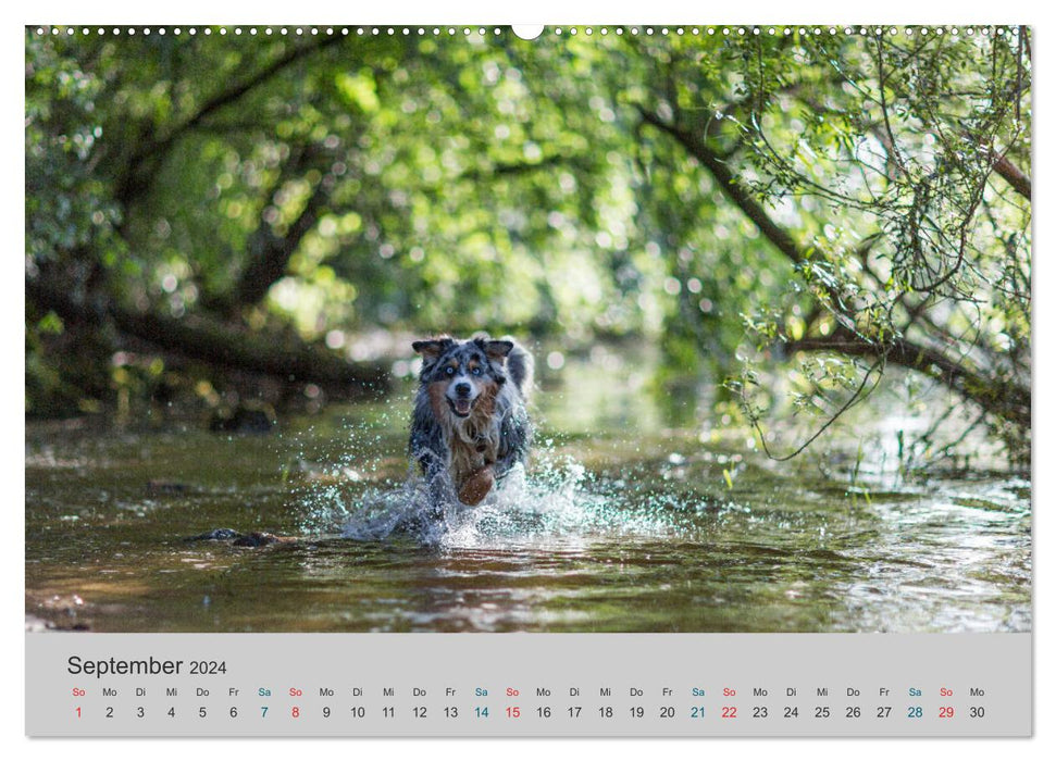 On the road with Aussies - The colorful world of Australian Shepherds (CALVENDO wall calendar 2024) 