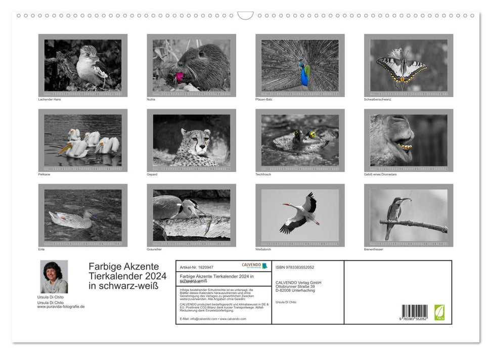 Farbige Akzente - Tierkalender 2024 in schwarz-weiß (CALVENDO Wandkalender 2024)