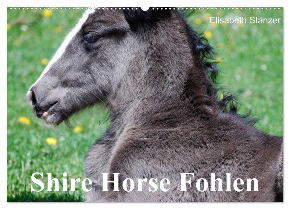 Shire Horse Foal (CALVENDO Wall Calendar 2024) 