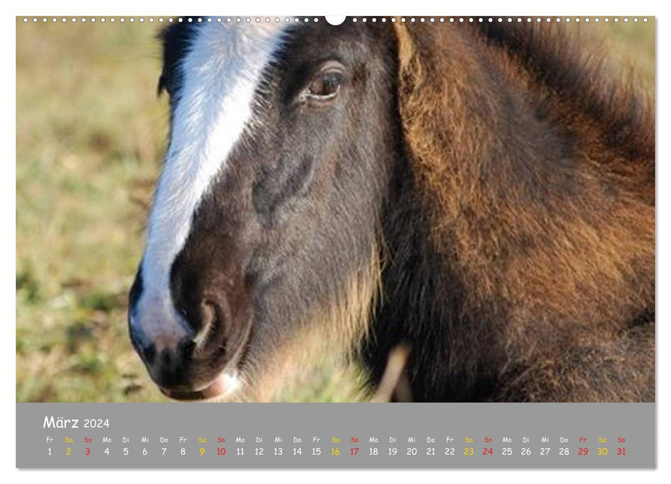 Shire Horse Foal (CALVENDO Wall Calendar 2024) 