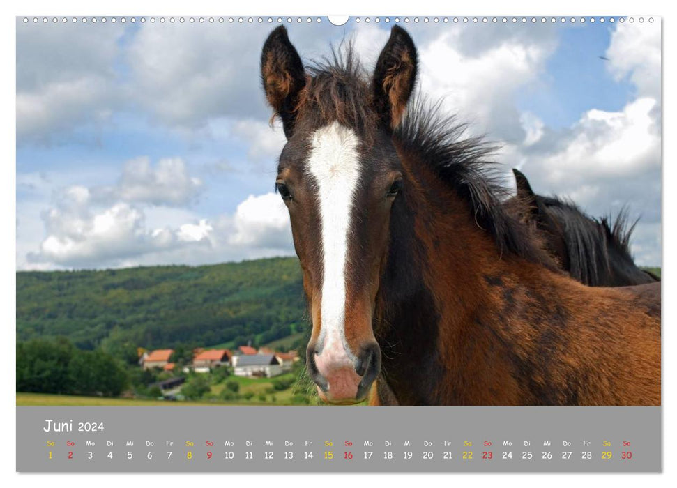 Shire Horse Fohlen (CALVENDO Wandkalender 2024)