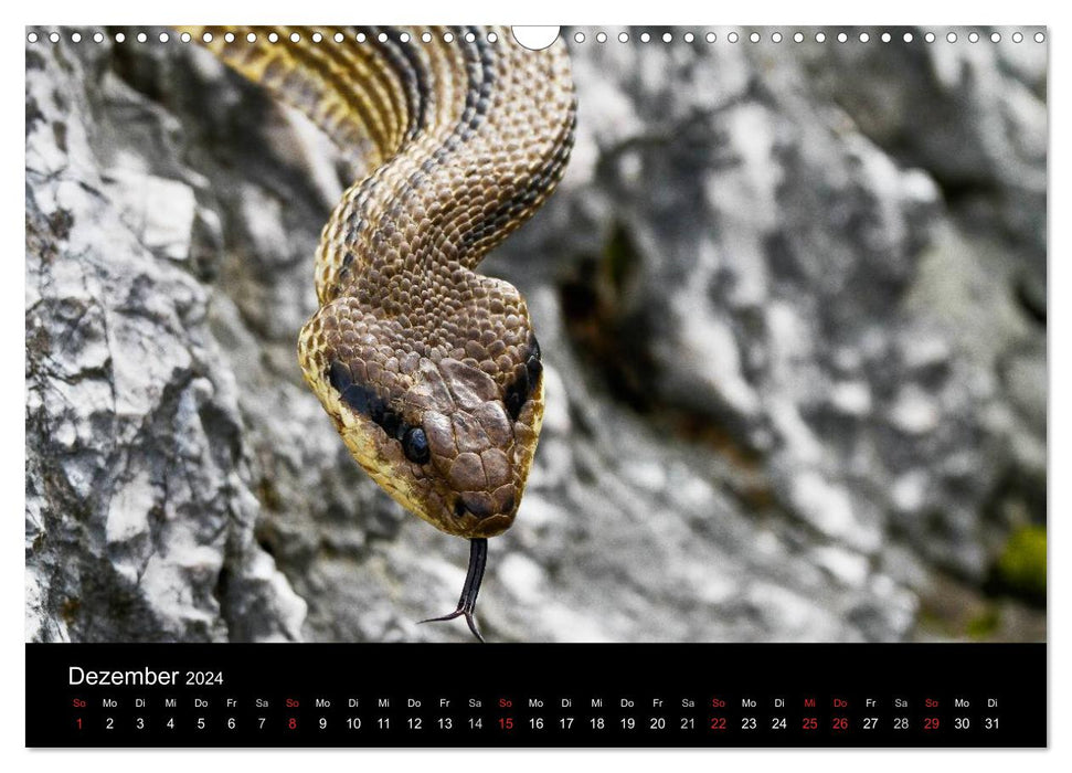 Reptilienkalender 2024 (CALVENDO Wandkalender 2024)