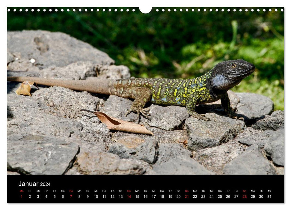 Reptile calendar 2024 (CALVENDO wall calendar 2024) 