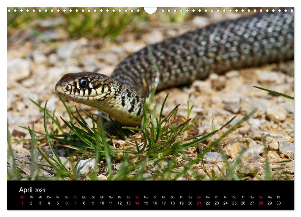 Calendrier reptiles 2024 (calendrier mural CALVENDO 2024) 