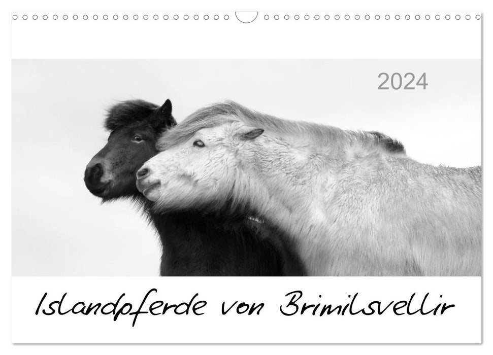 Icelandic horses from Brimilsvellir (CALVENDO wall calendar 2024) 